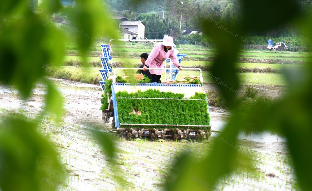   抢抓农时插秧忙