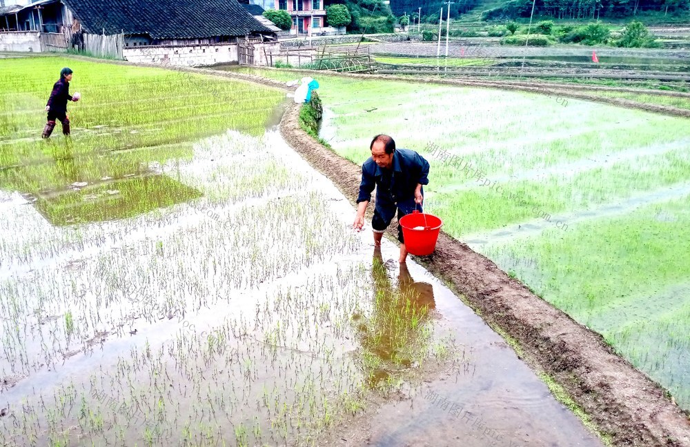 秧苗  村民 施肥