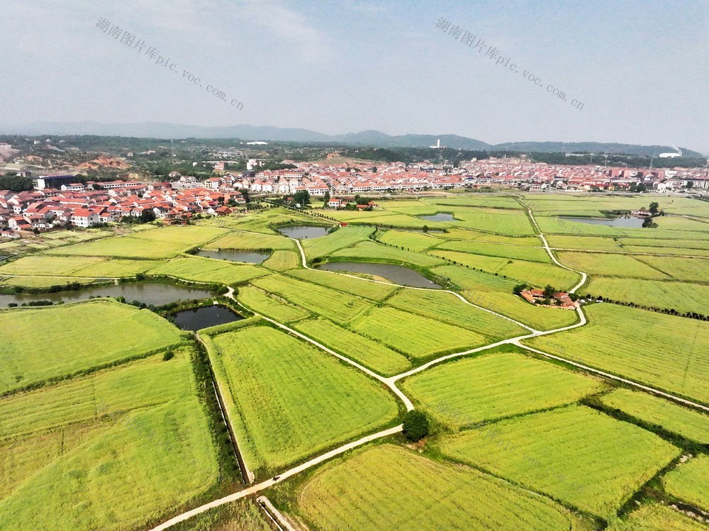 农业  高标准农田  油菜生产  农旅融合  田园丰景