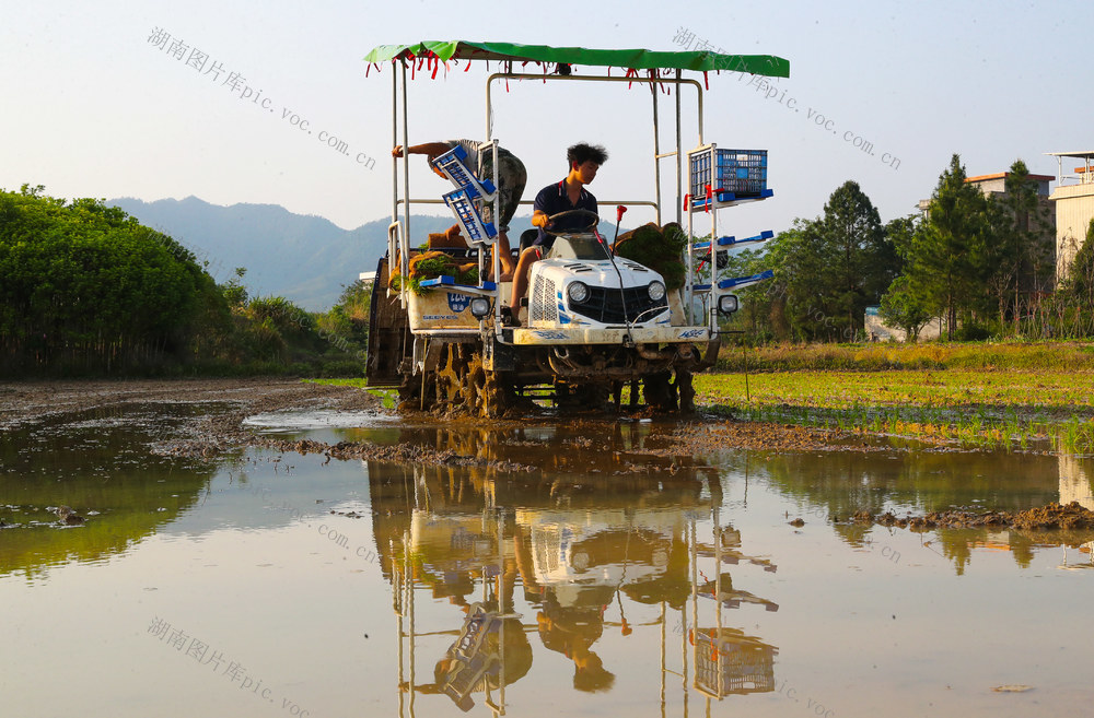 保姆式  春耕  服务  插秧