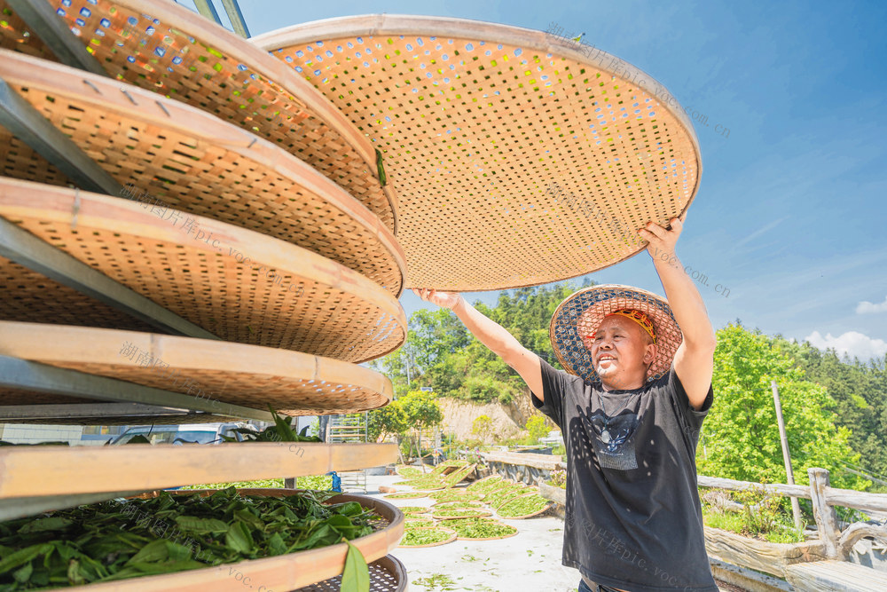 赶制春末最后一批春茶供应市场