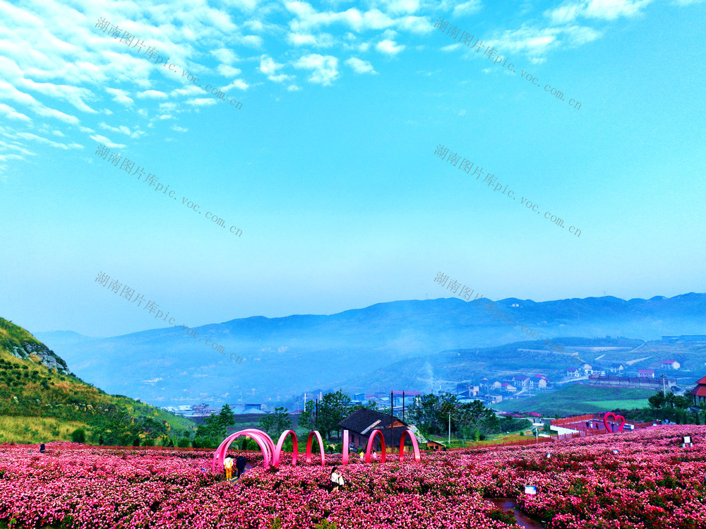 冷水江，锡矿山，山坡，数千亩，玫瑰花，游客，赏花打卡