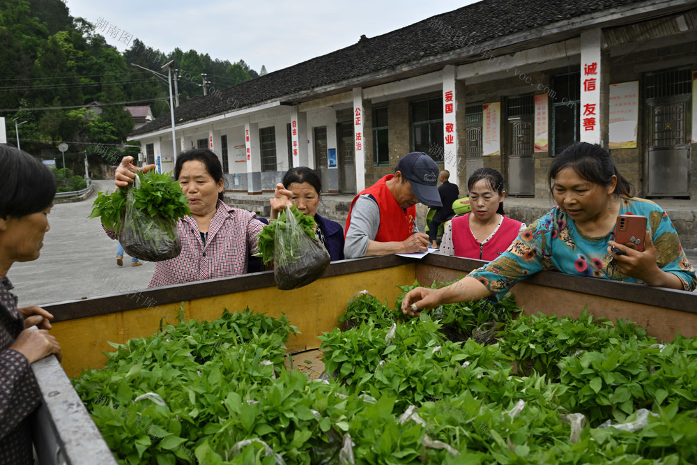 经济　庭院经济　辣椒苗　免费发放
