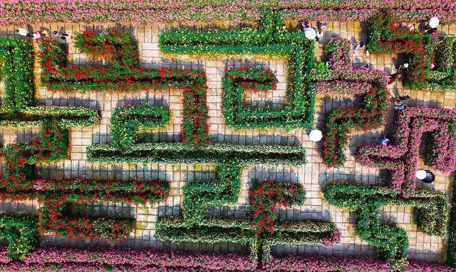 玫瑰 月季 蔷薇  花经济  旅游  赏花