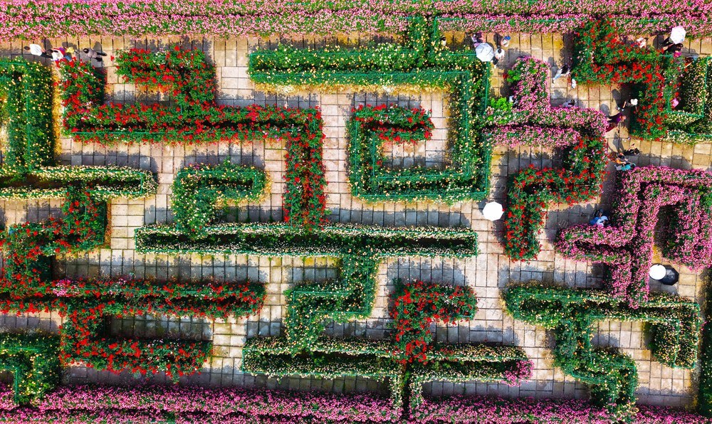 玫瑰 月季 蔷薇  花经济  旅游  赏花