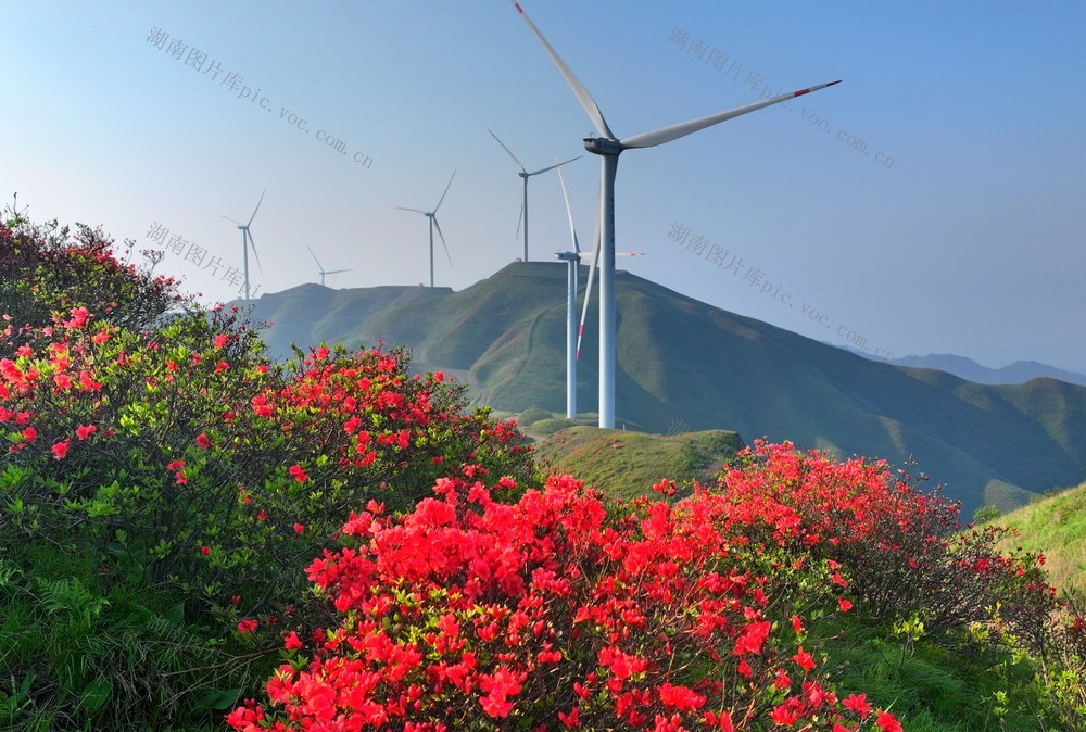 湖南  郴州  桂阳  杜鹃花