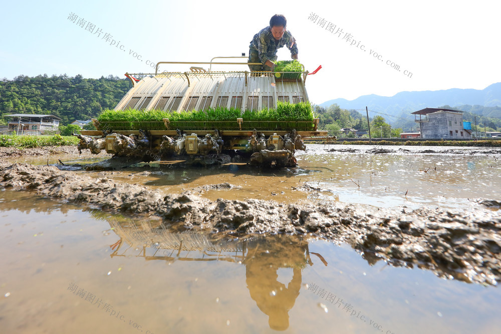 湖南，龙山，天气，水稻，中稻，插秧，序幕