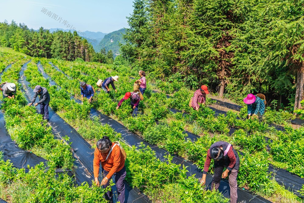 莓茶  种植  增收