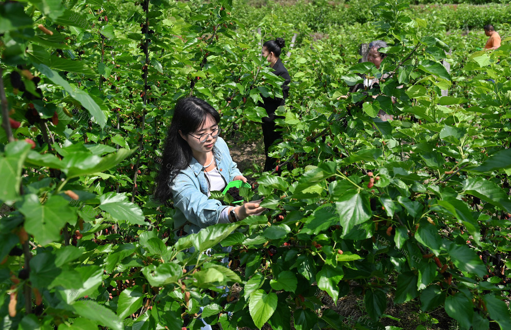 种植 特色产业 农旅融合 乡村旅游 农业 游客 采摘 桑葚 产业园 
 农场 旅游