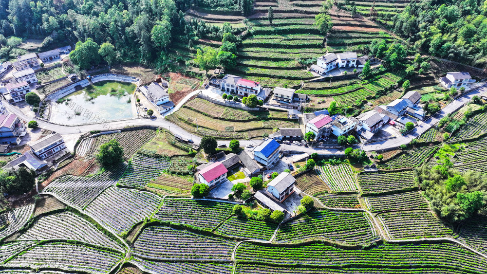 茶园  莓茶  乡村  画卷