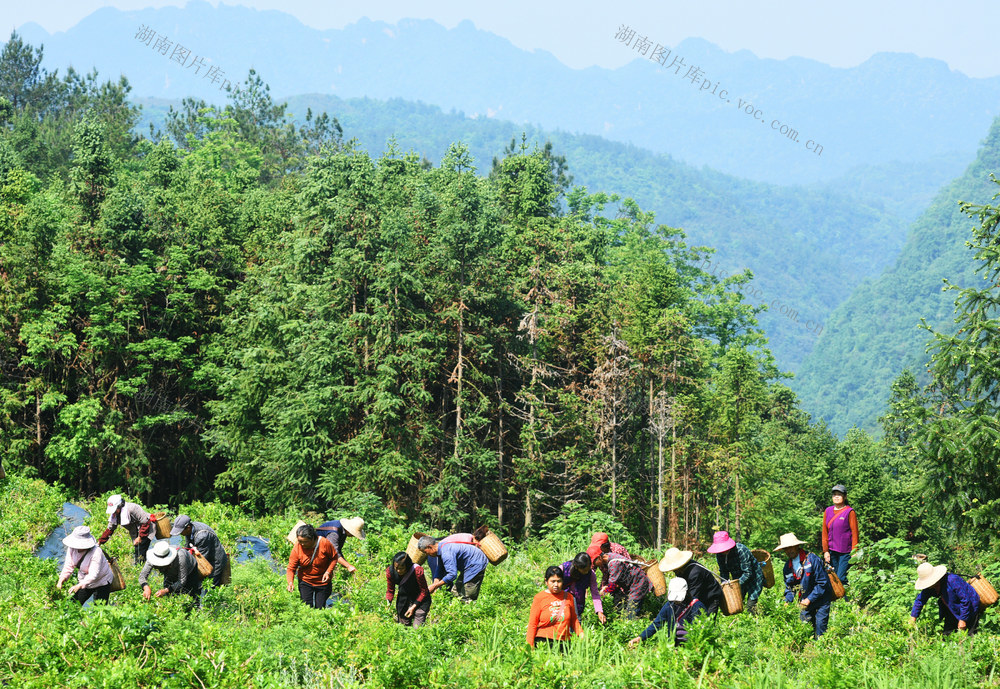 武陵源：高山产业助增收