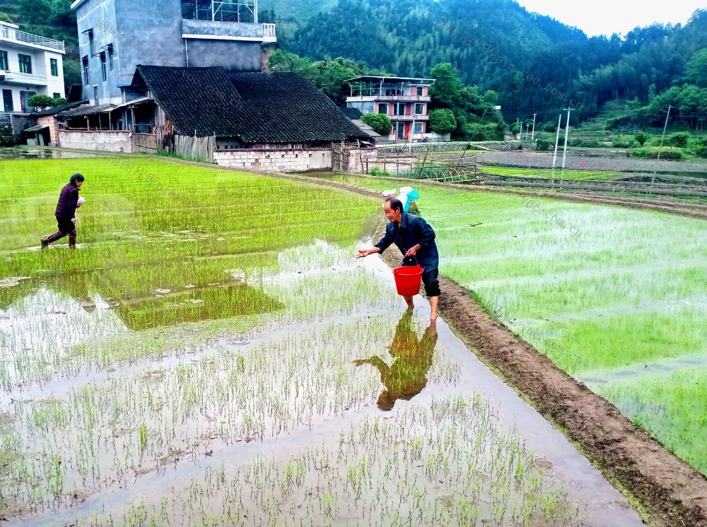 秧苗 村民 生长