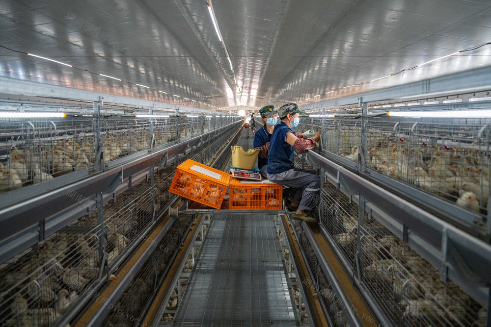 农业 养殖产业 蛋鸡养殖 自动化 智能化 乡村振兴