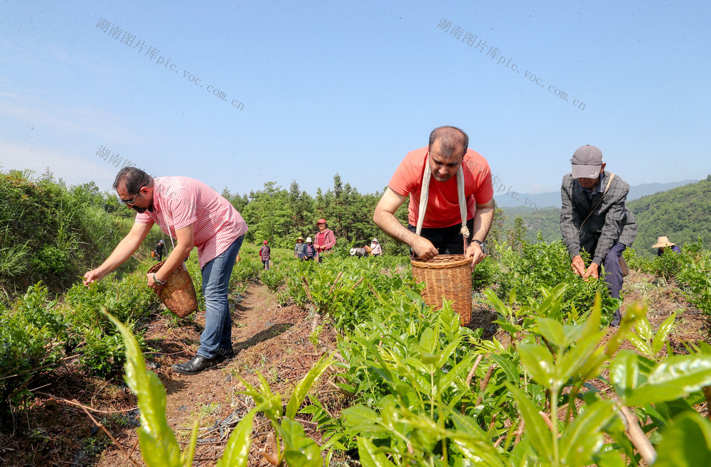 海外游客  体验  莓茶  采摘