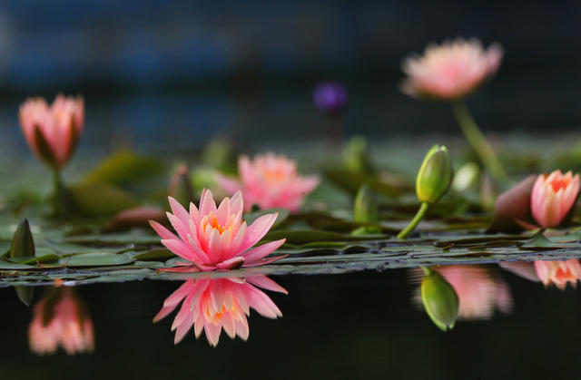睡莲 花开 暗香 赏花 拍摄