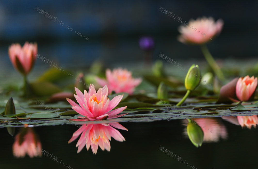 睡莲 花开 暗香 赏花 拍摄