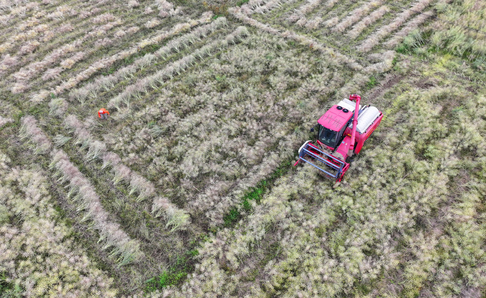 油菜 收割