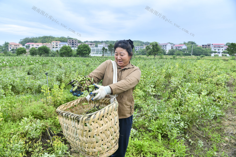 涟源 豌豆  农业  增收