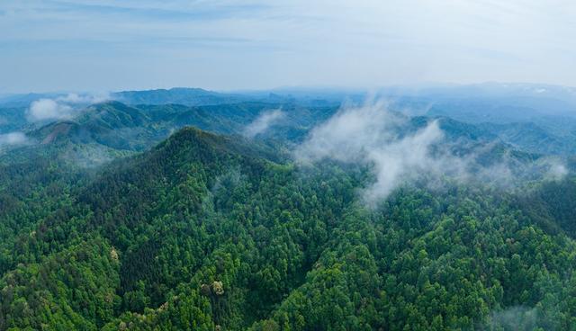 山峦
云雾
森林
绿色
自然风光
山顶
植被
生态
景观
山景
雾气
树木
清新
远山
航拍
鸟瞰
青山
夏天山川