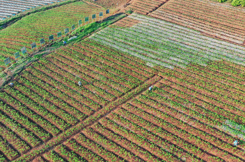 嘉禾：产业发展助增收