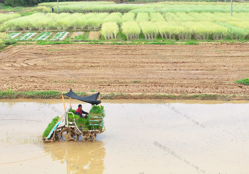 早稻 插秧