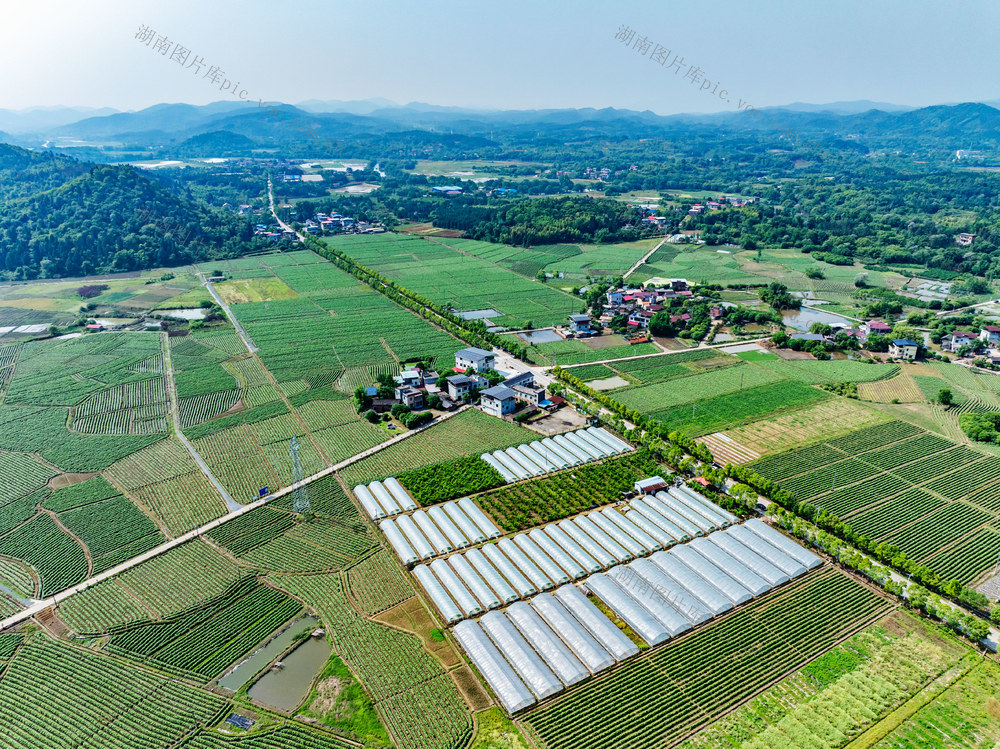 农业农村  产业兴旺  美丽乡村