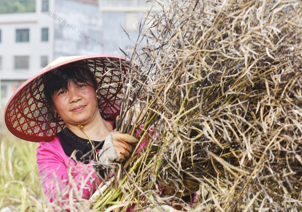 嘉禾：油菜成熟收割忙