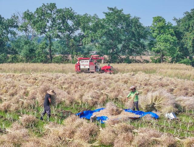 湖南道县
稻油轮作促增收