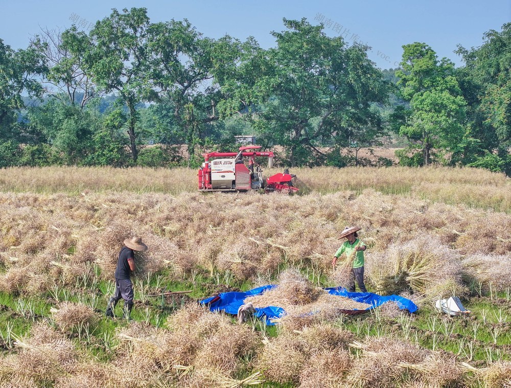 湖南道县
稻油轮作促增收