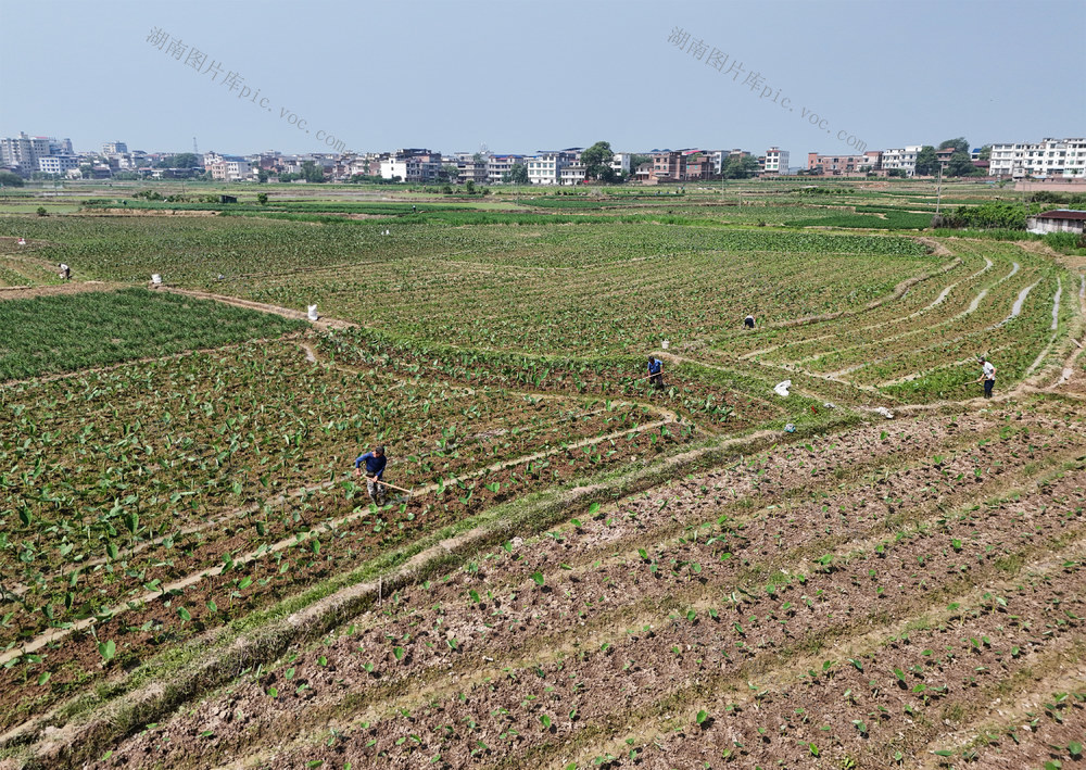 香芋  作物  田间  管护   种植  产业