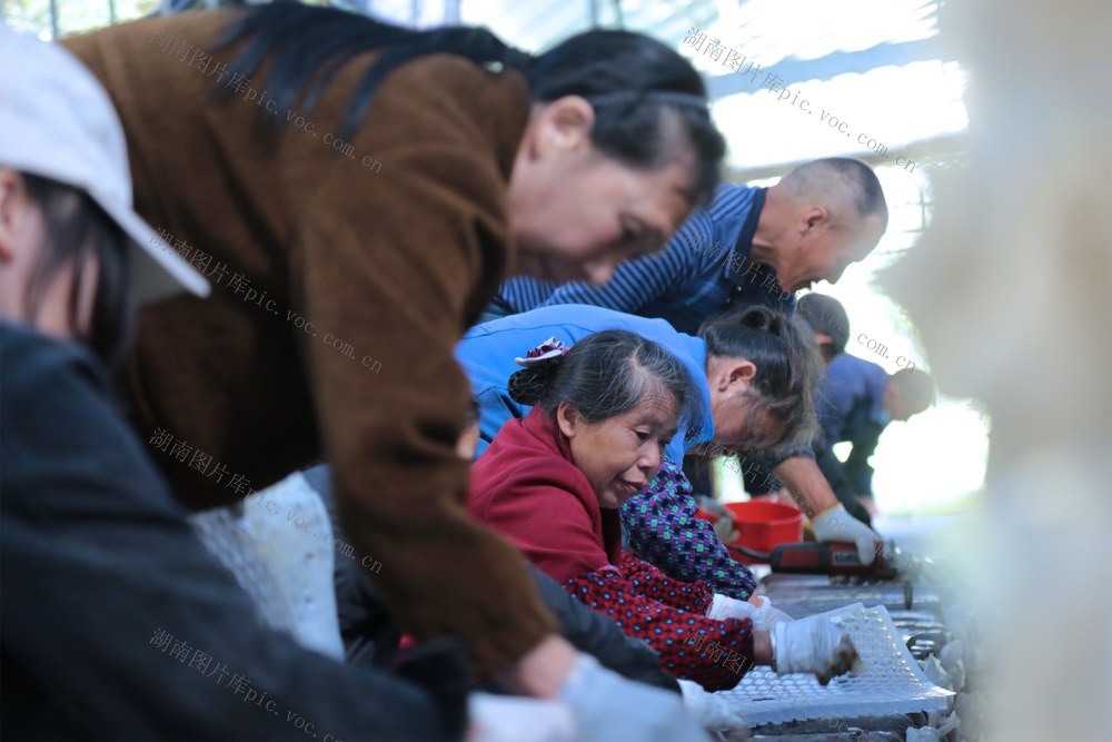 湖南桂东 特色种植 村民 增收 食用菌