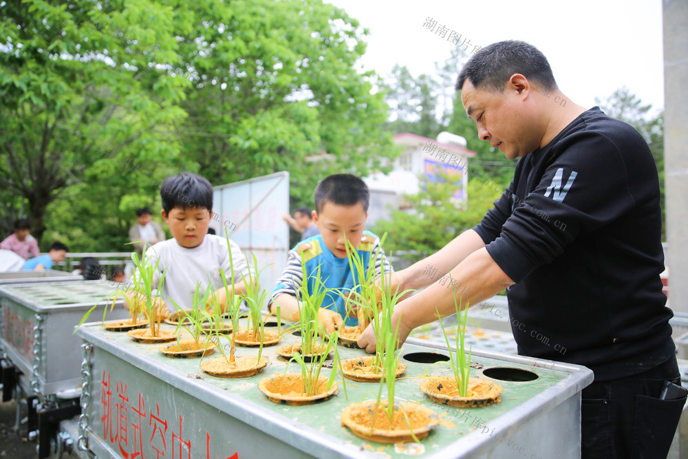 科技 科教 劳动教育 劳动 水稻 水稻栽培 水稻种植