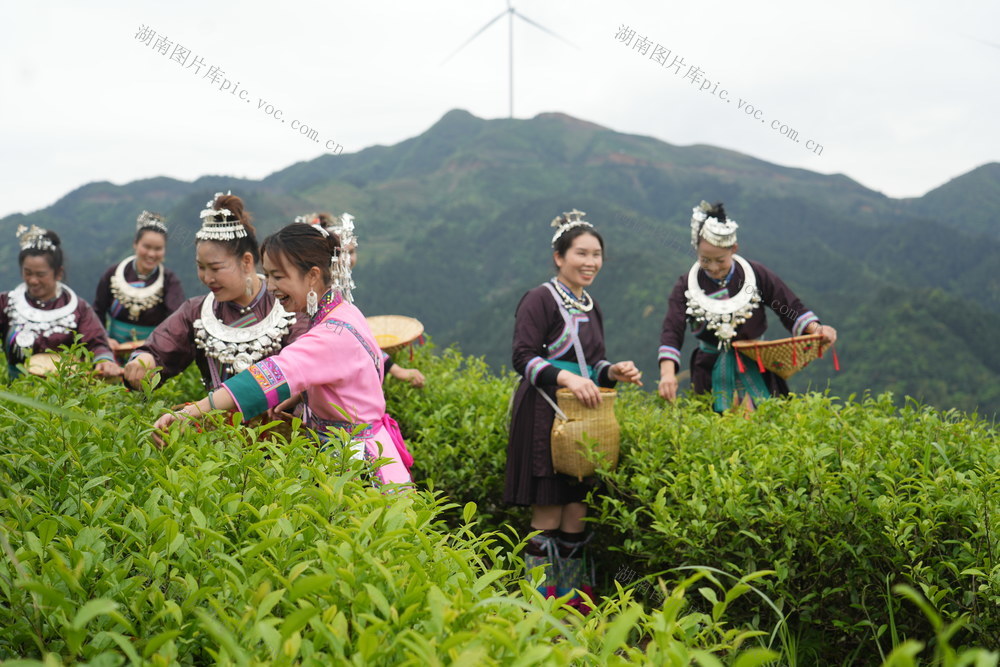 采茶品茶  “高山流水”  产业与文旅   民族团结一家亲