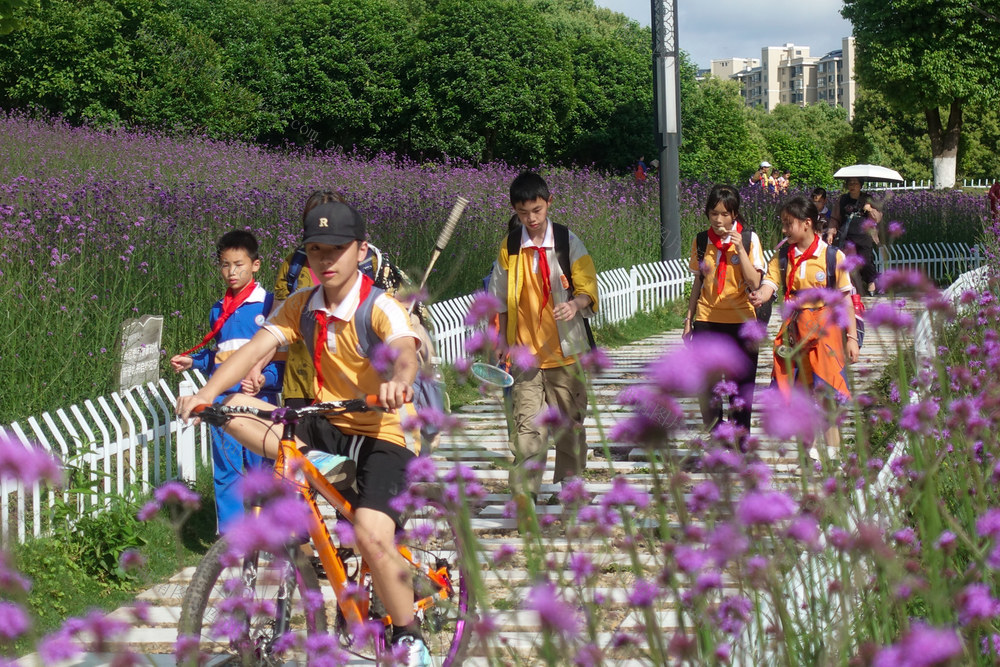 公园花开  迎客来