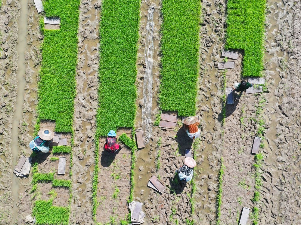 临武：“五一”假期插秧忙