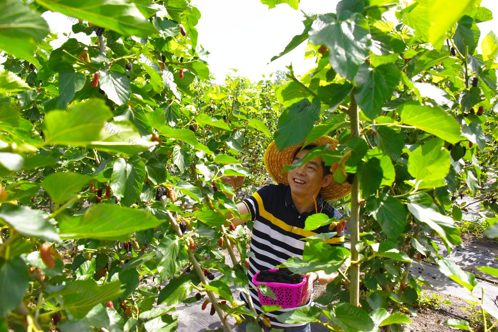 五一假期  农旅体验  桑葚采摘