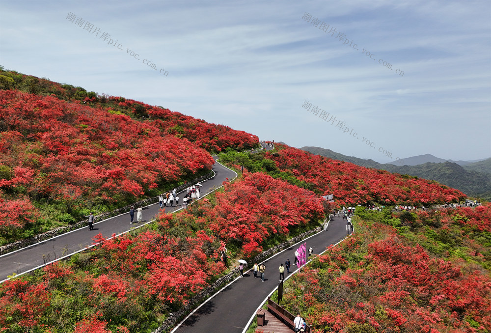 杜鹃花  鲜花  旅游  游客  风景 自然  赏花