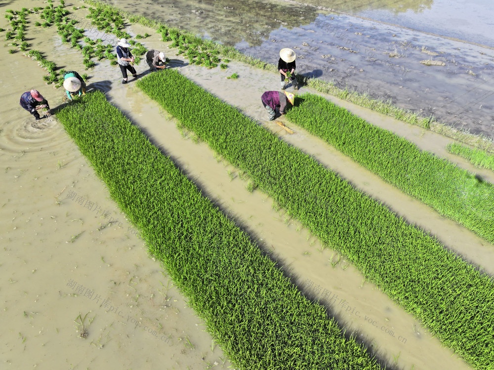 农忙  插秧 起秧 农业