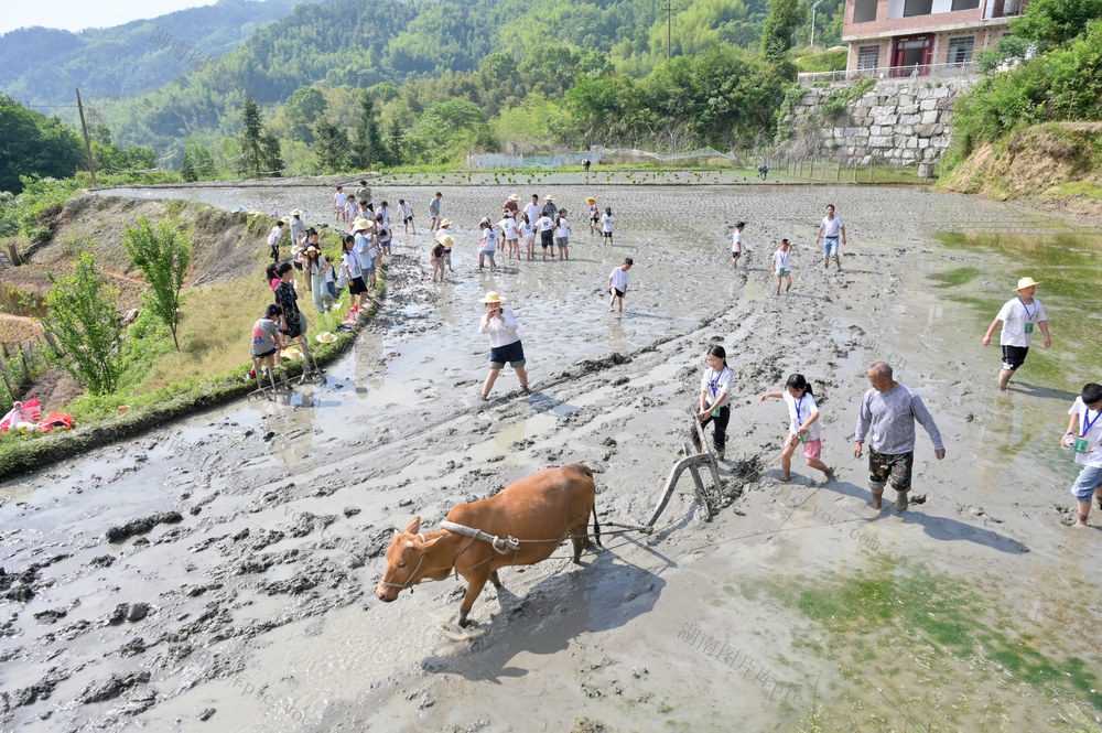 农耕  插秧  研学  耕地  耕牛  乡村