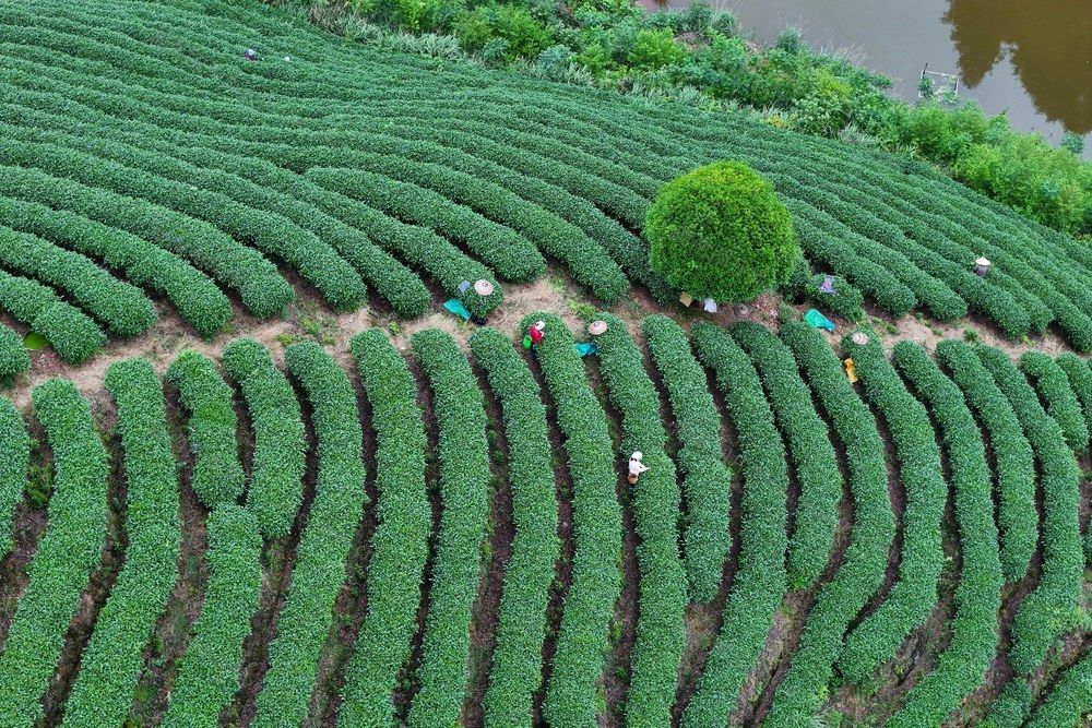 茶叶、农忙、采茶、立夏、农业