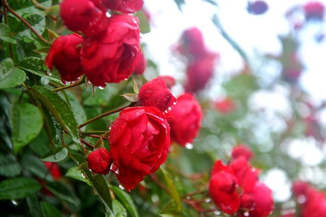玫瑰  花  打卡