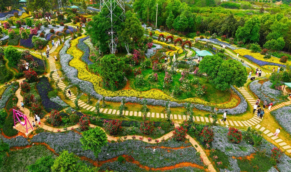 五一  赏花  假期  游玩  玫瑰