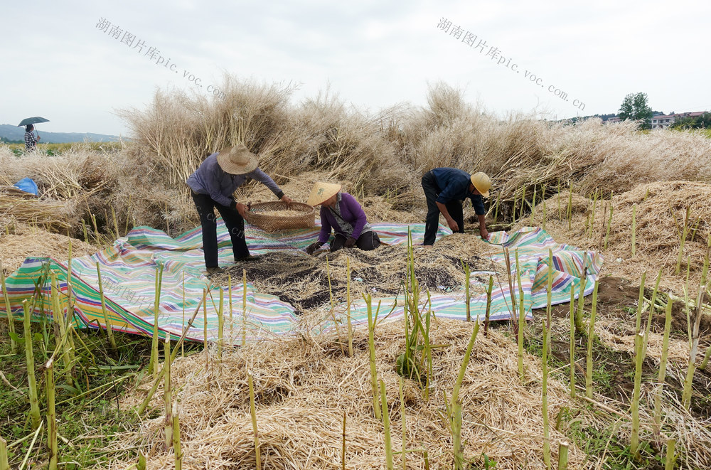 油菜熟 收获忙