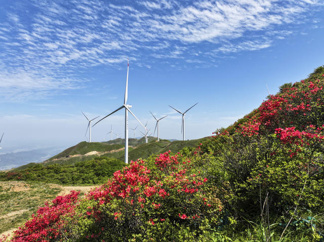 高山杜鹃  野生杜鹃  美景  美如画  自然风光