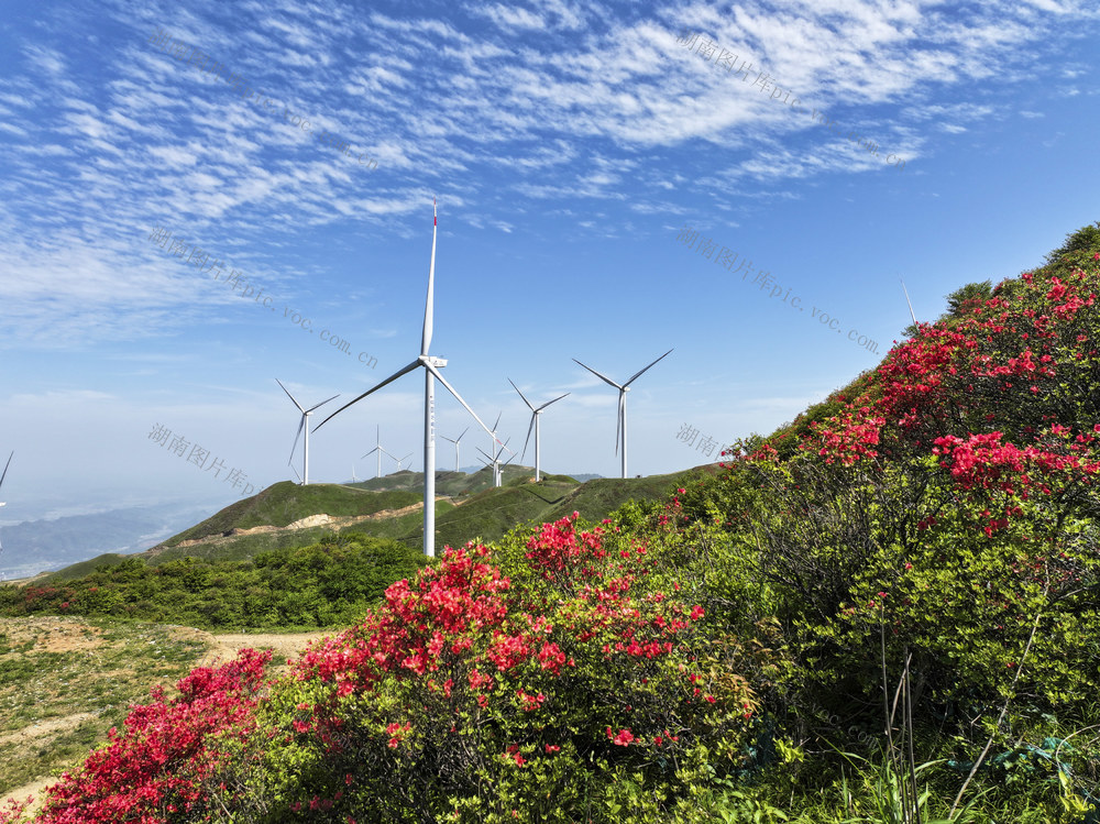 高山杜鹃  野生杜鹃  美景  美如画  自然风光