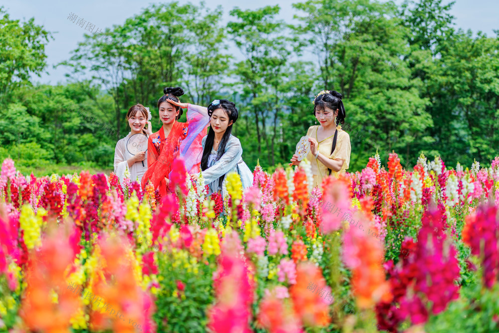 五一假日  赏花  游玩