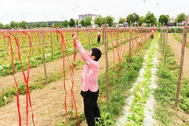 农业  蔬菜种植  苦瓜  牵绳引藤