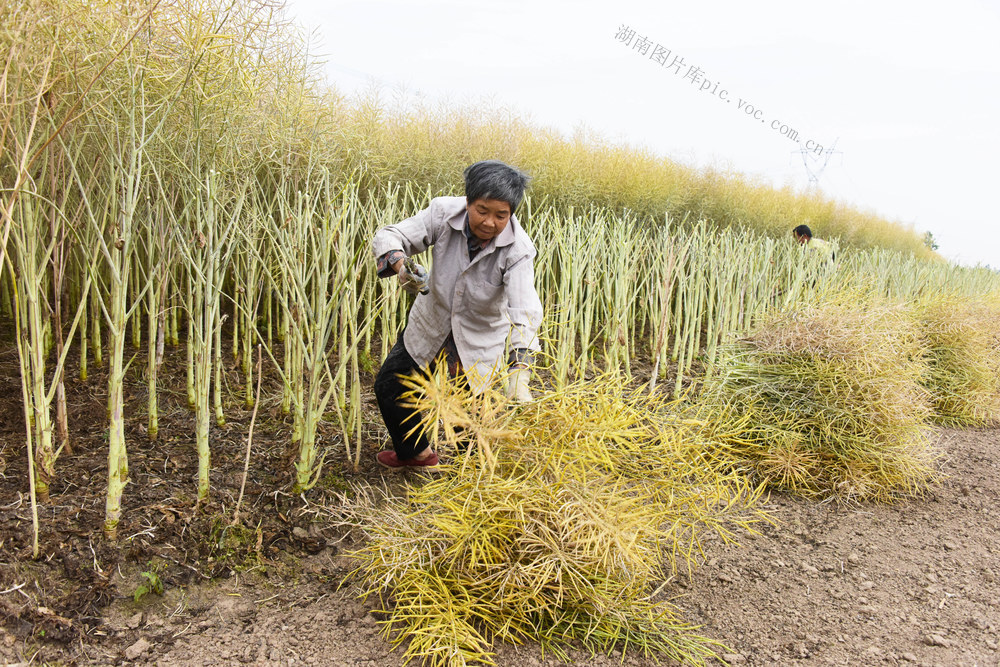 二十四节气  立夏  作物收获  油菜籽  元胡