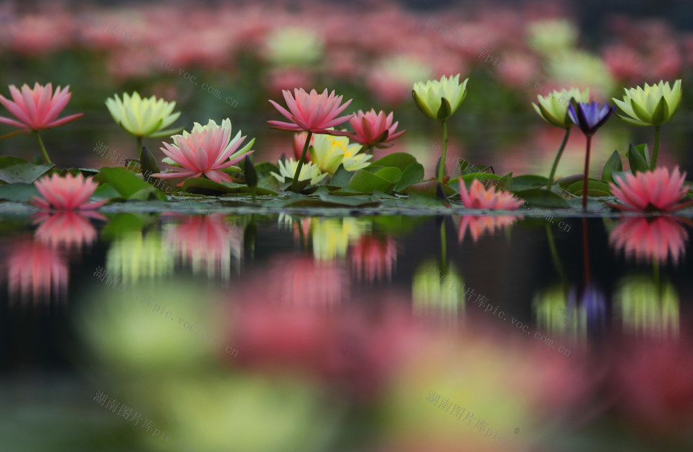 立夏 睡莲 花开 美景 