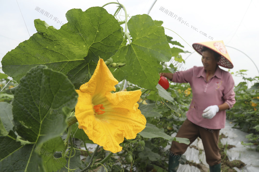 立夏  农事 蔬菜管理  插秧